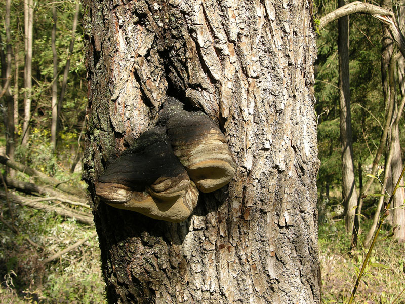 Phellinus igniarius.